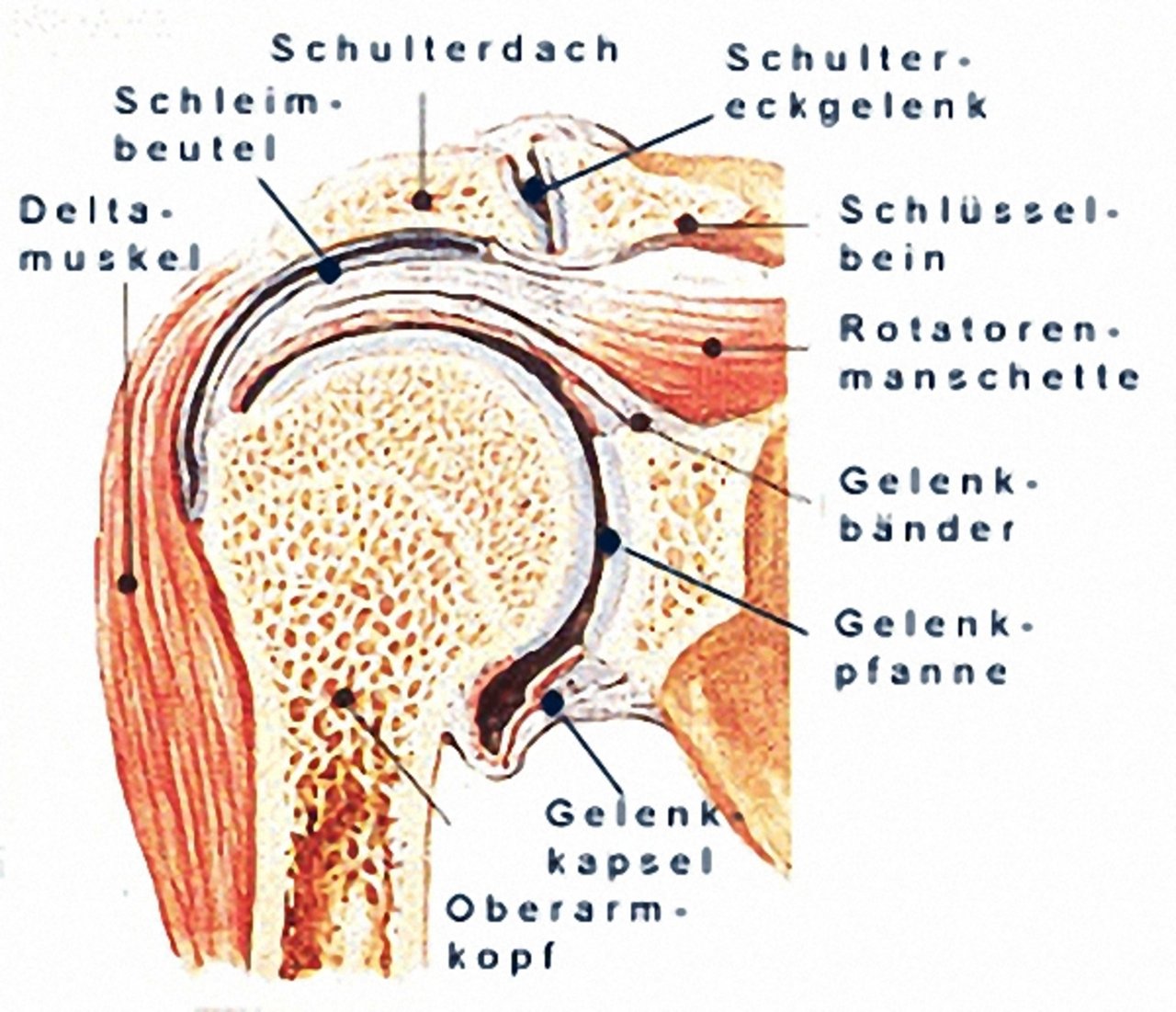 Aufbau der Schulter Aufbau der Schulter