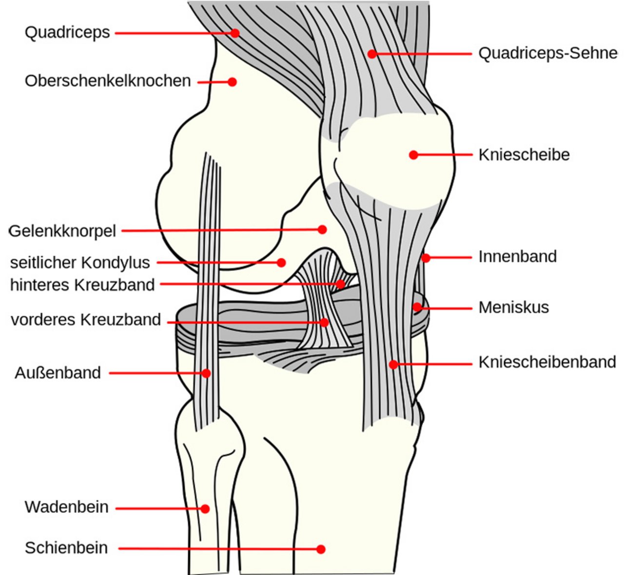 Bänder im Knie Bänder im Knie