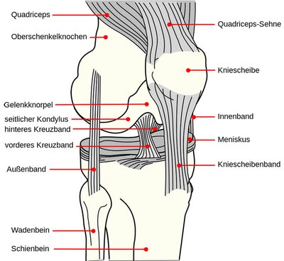 Bänder im Knie