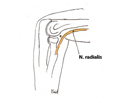 N. Radialis